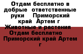 Отдам бесплатно в добрые, ответственные руки  - Приморский край, Артем г. Животные и растения » Отдам бесплатно   . Приморский край,Артем г.